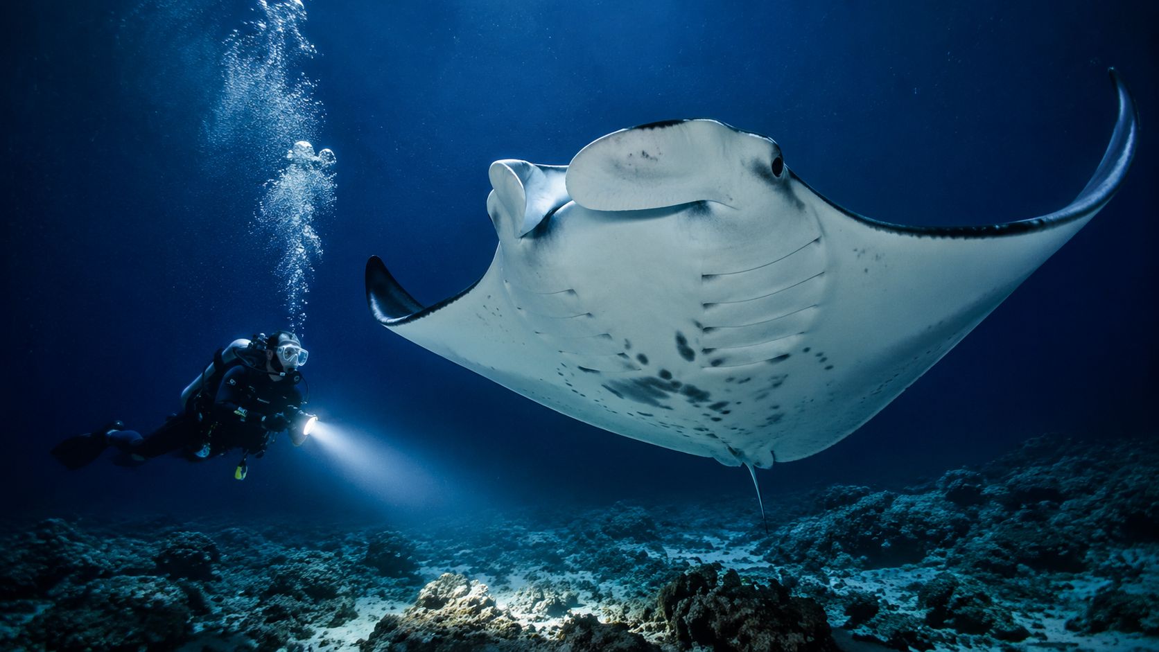 A scuba diver shines a flashlight on a large manta ray underwater near a rocky reef.
