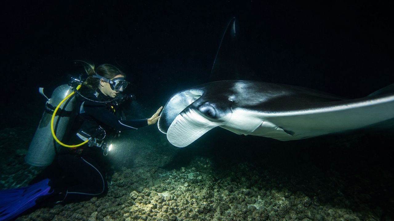 A scuba diver reaches out to gently touch a large manta ray while underwater at night.