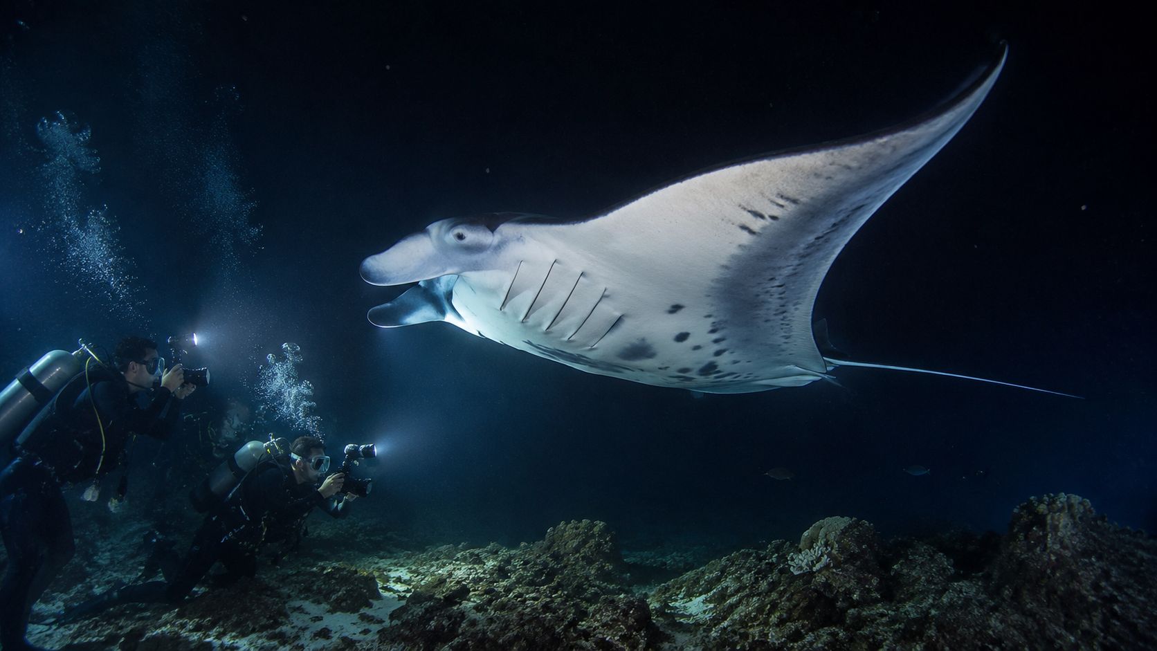 Scuba divers use lights and cameras to photograph a giant manta ray swimming over a rocky reef.