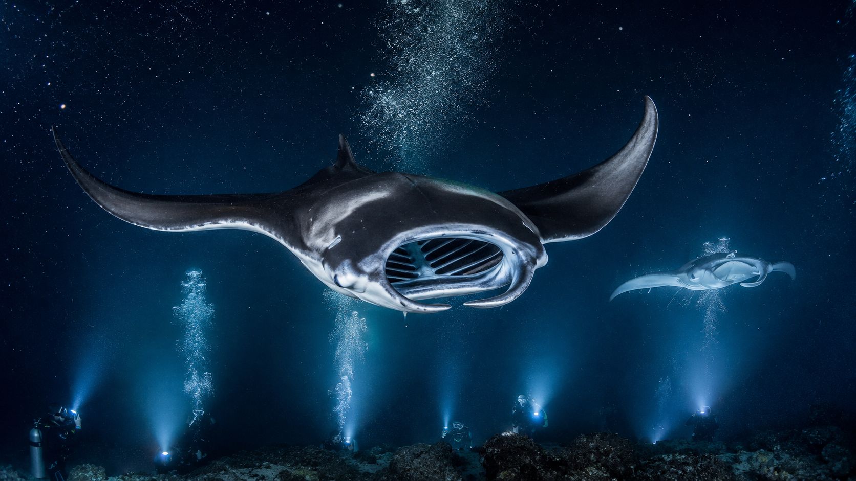 A massive manta ray glides over scuba divers using underwater lights during a night dive near Kona.