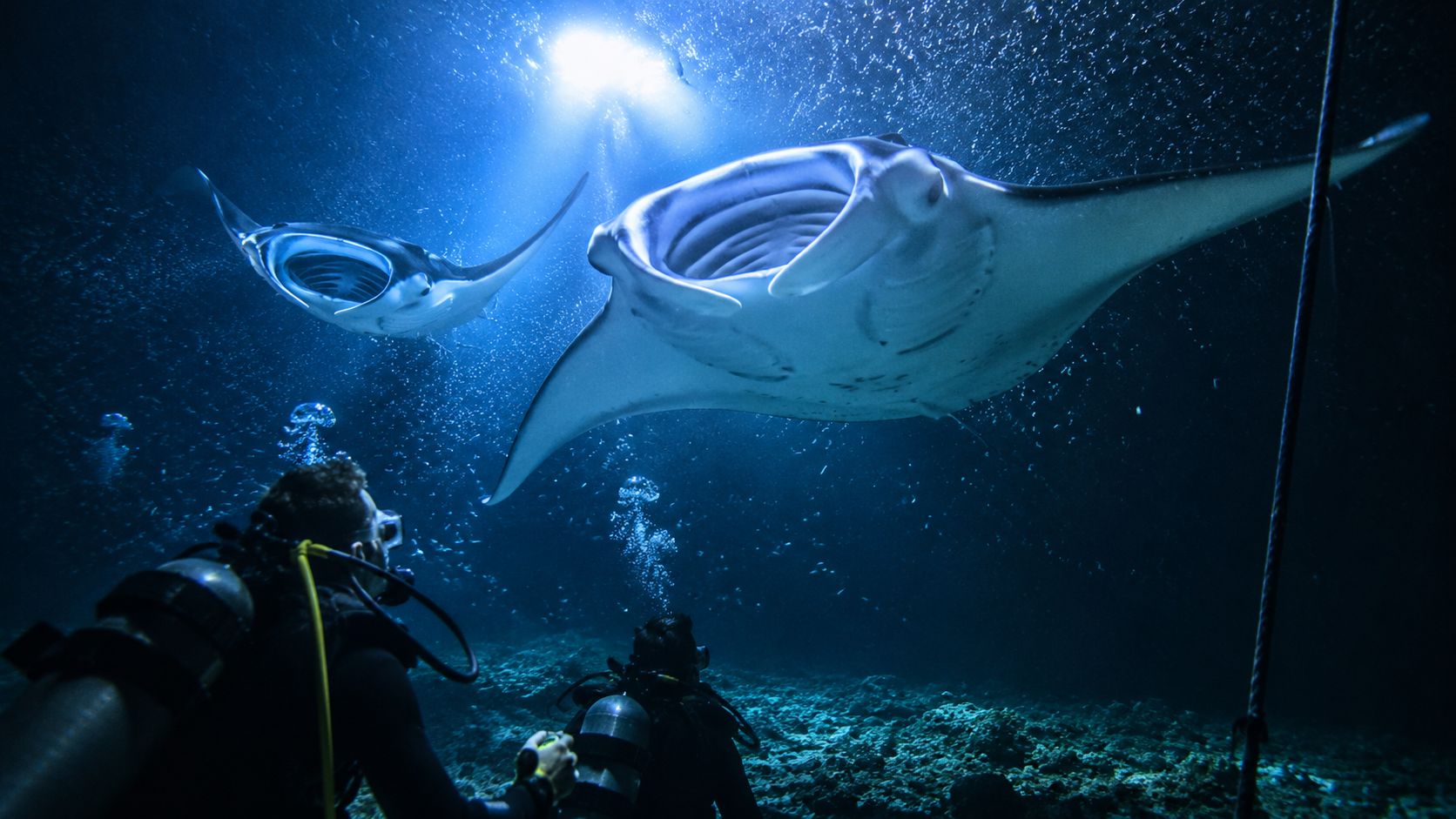Scuba divers swimming underwater with giant manta rays near a rocky coral reef ocean floor