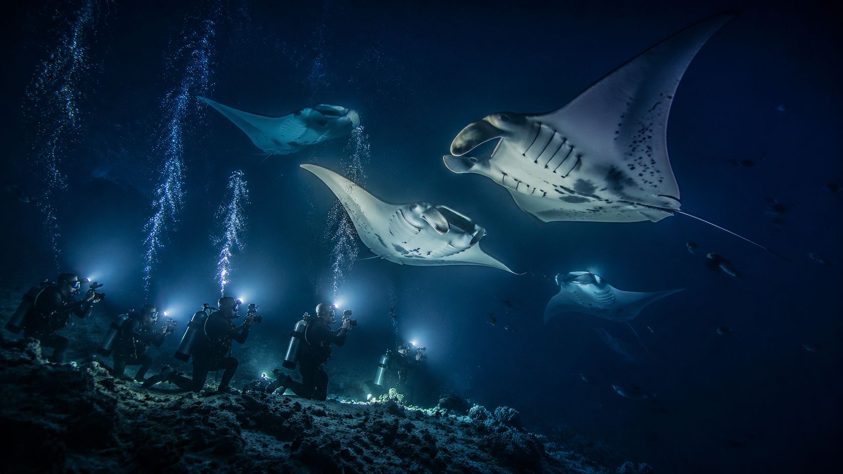 Scuba divers with lights photograph several graceful manta rays swimming in the deep blue ocean water.