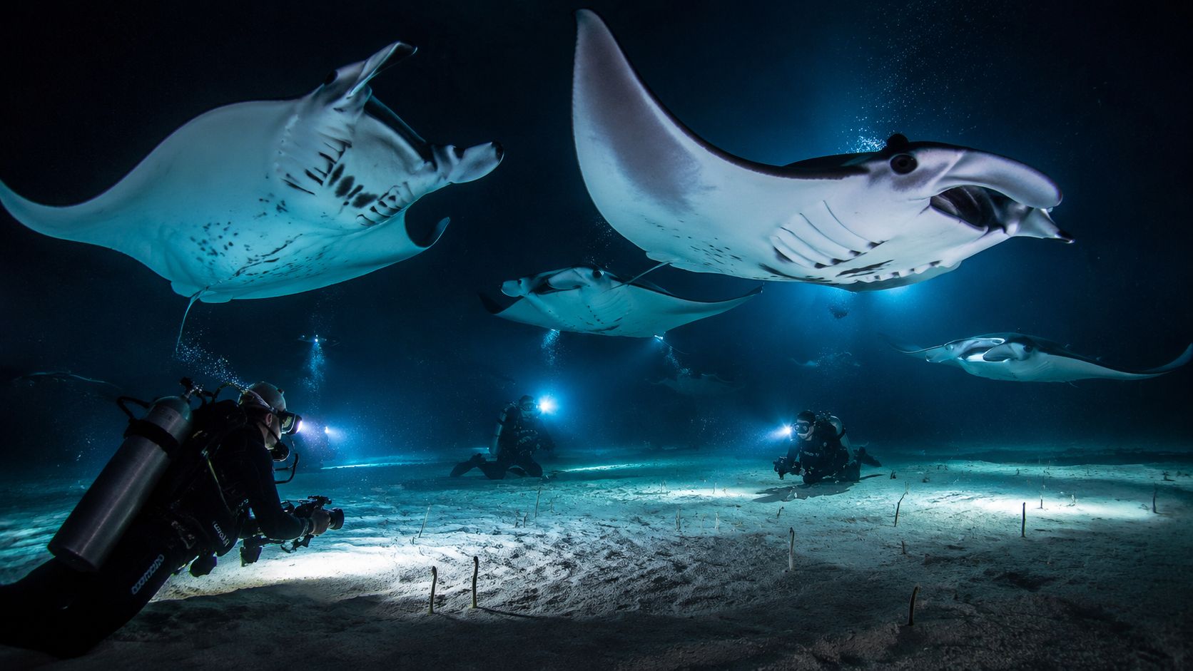 Scuba divers use lights to observe majestic manta rays swimming over a sandy ocean floor at night.