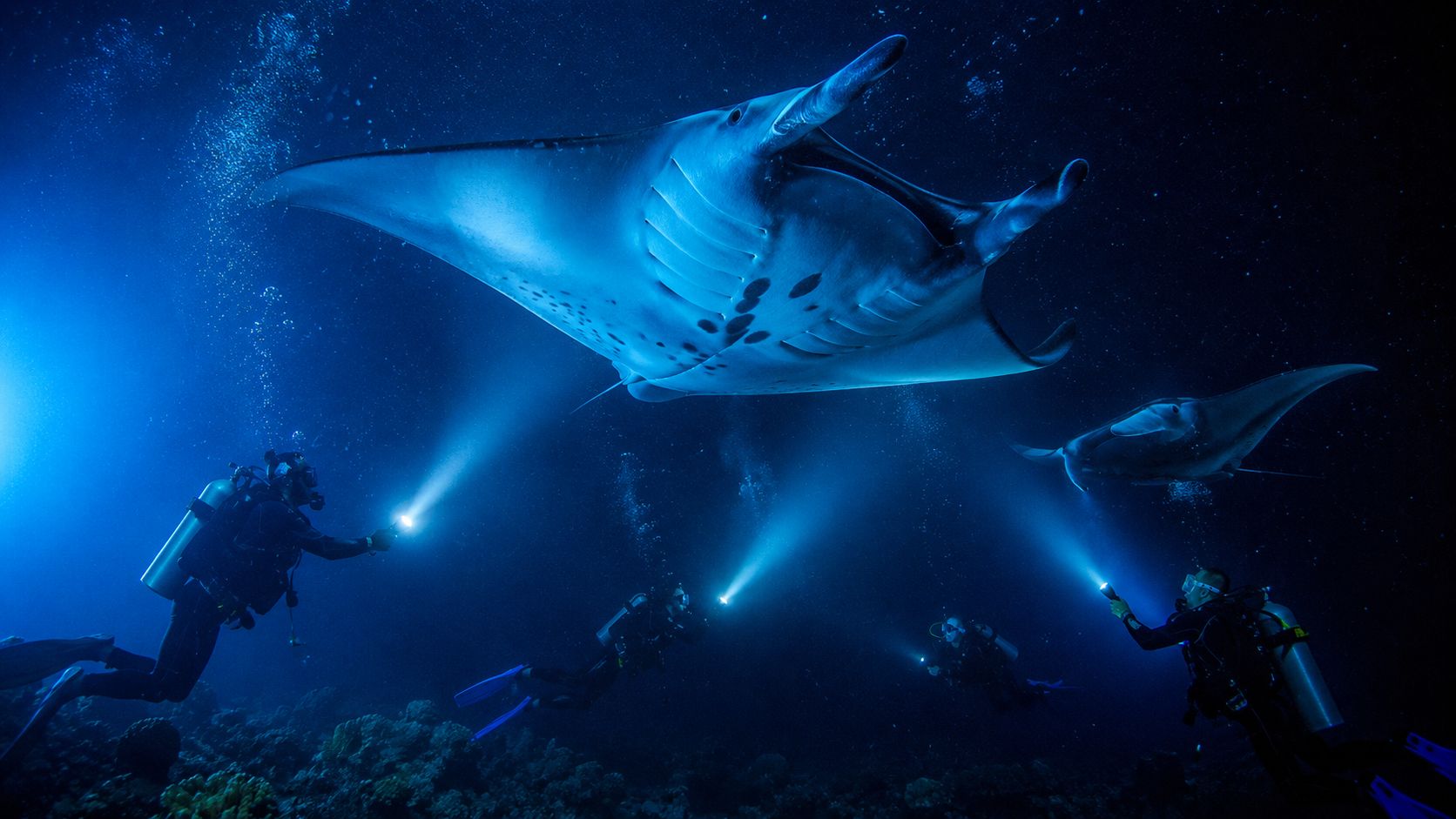 Scuba divers with flashlights encounter graceful manta rays swimming in the deep blue ocean at night.