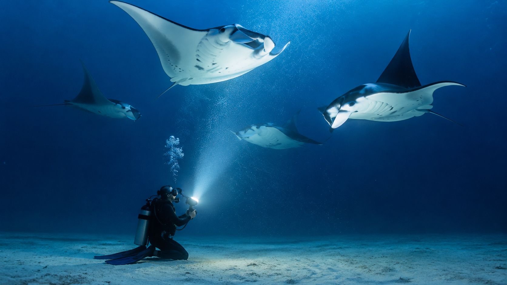 A scuba diver kneels on the sandy ocean floor while illuminating majestic manta rays with a flashlight.
