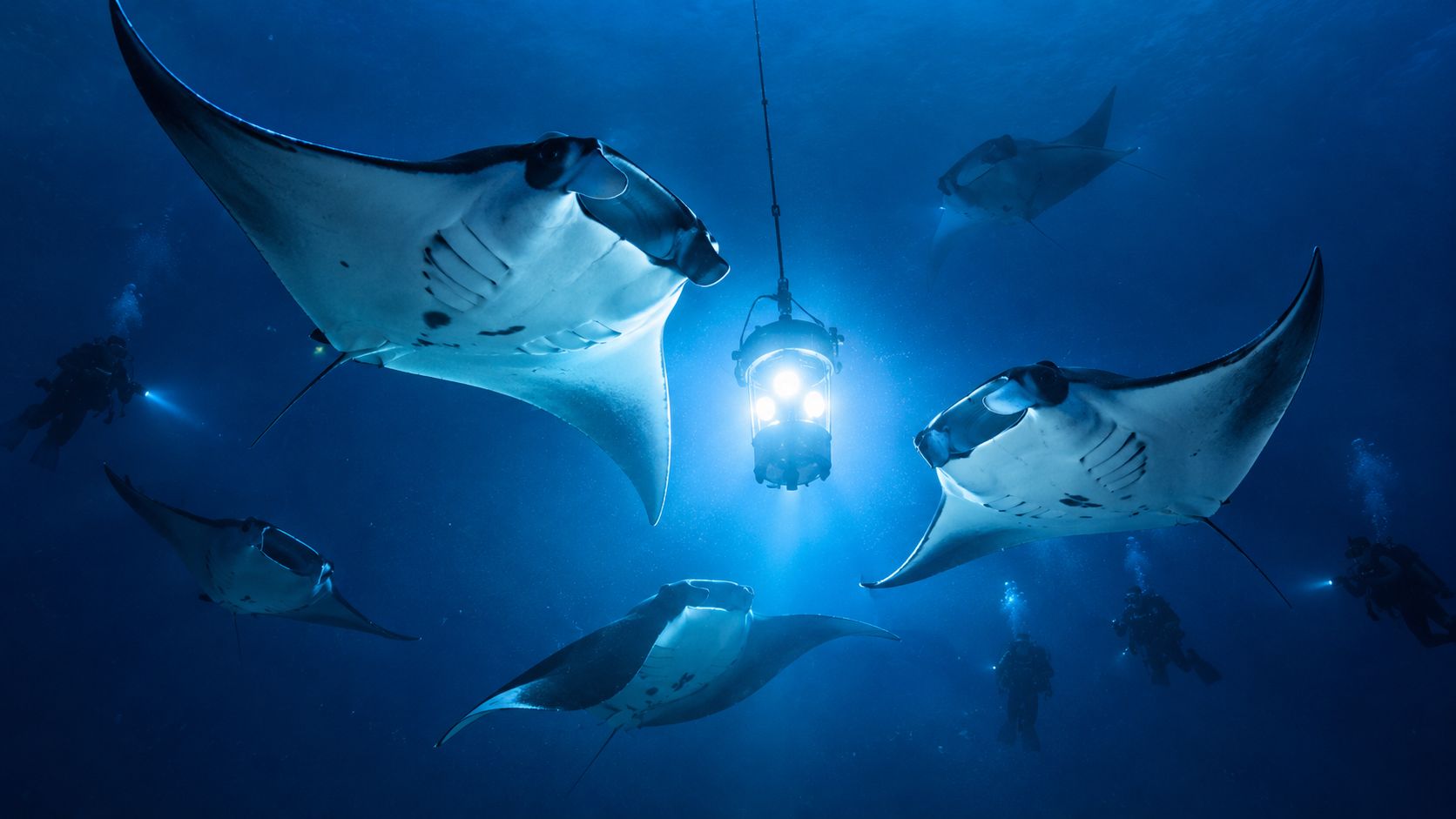 A group of giant manta rays swimming around a bright underwater light during a night dive.