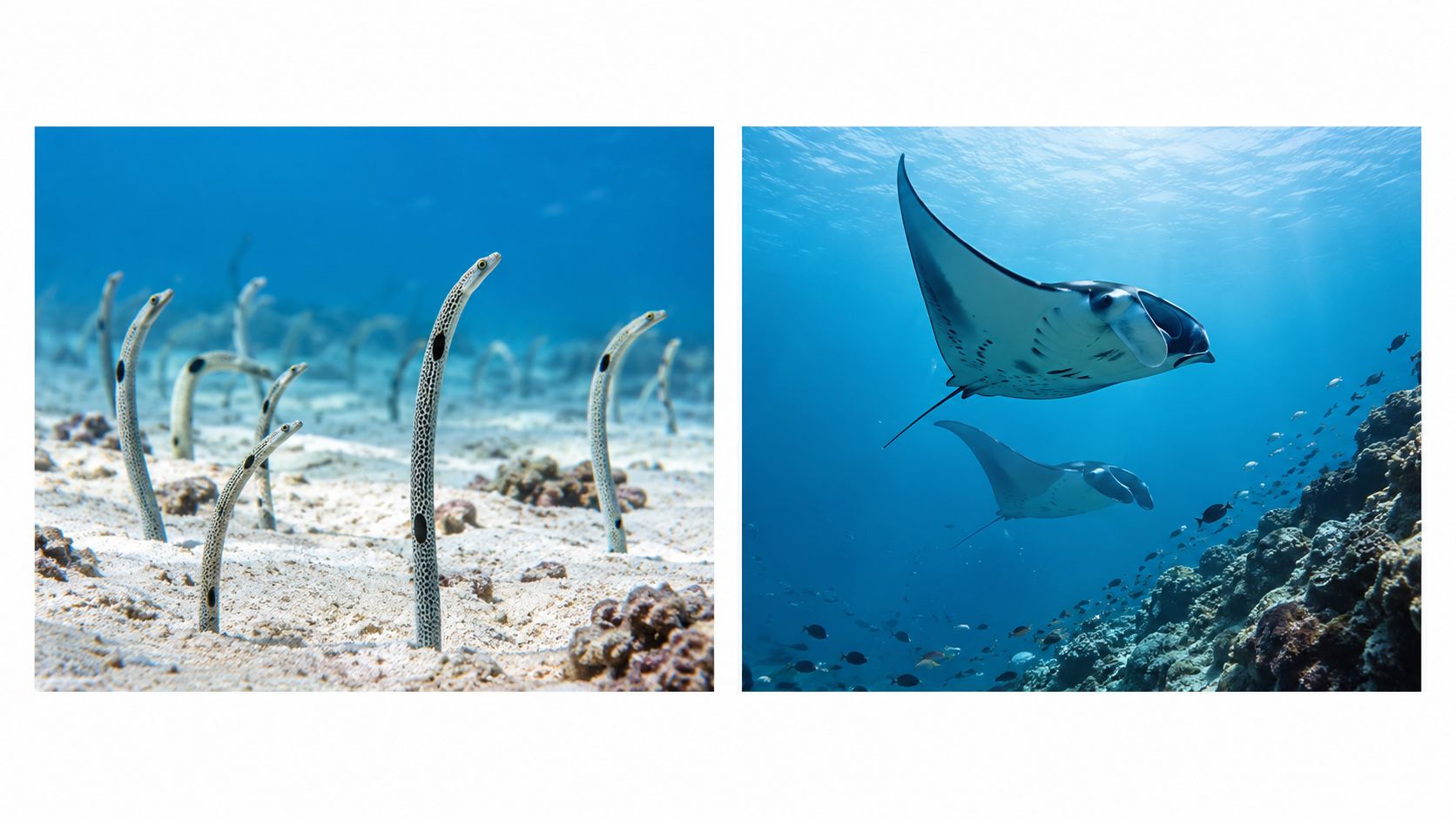 A split screen showing garden eels emerging from sandy ocean floor and two manta rays swimming underwater.