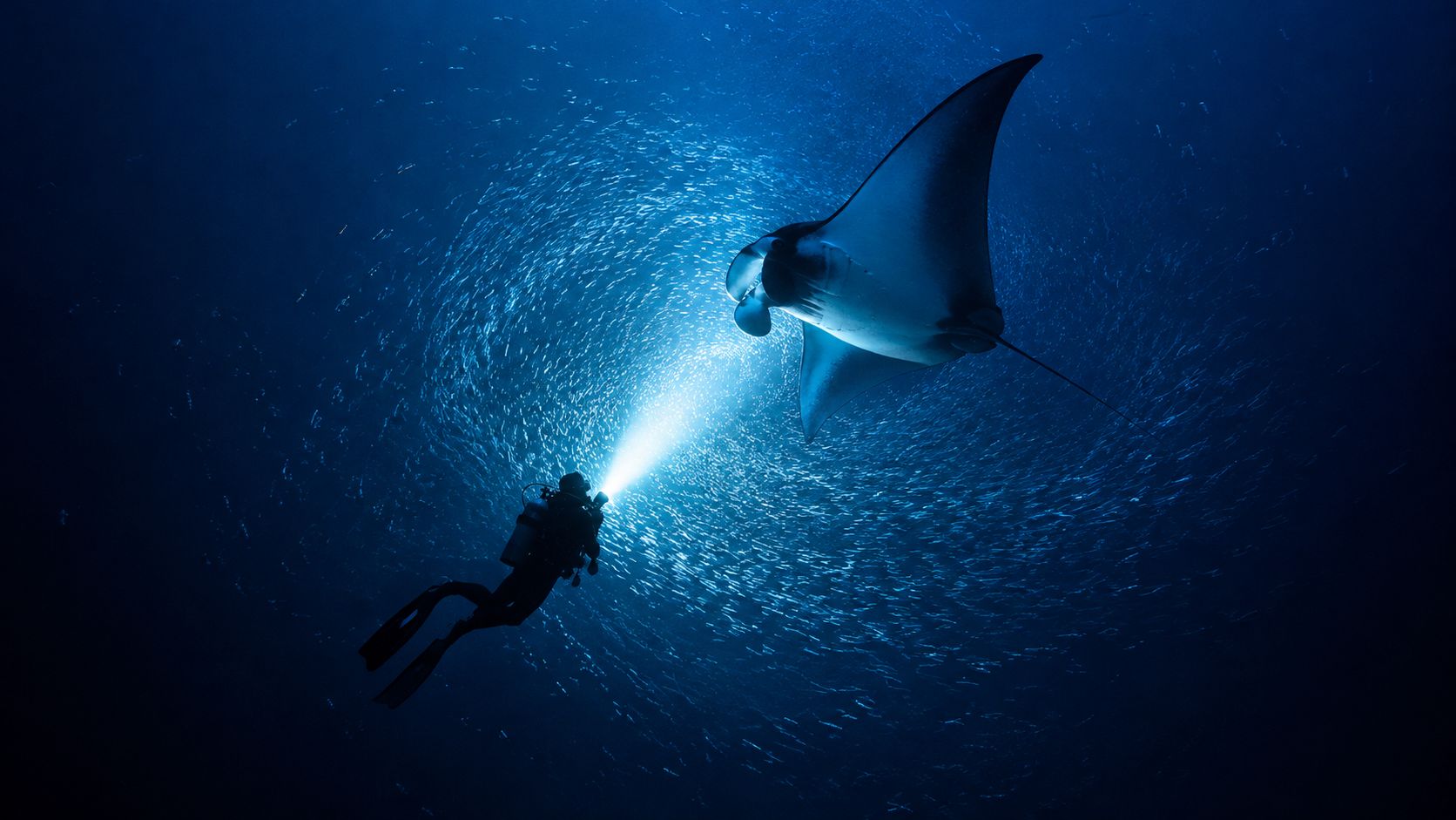A scuba diver shines a flashlight on a graceful manta ray swimming in deep blue ocean water.
