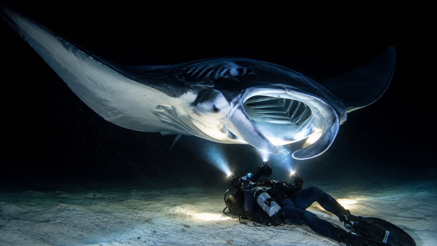 A scuba diver resting on the sandy ocean floor as a giant manta ray swims overhead at night.