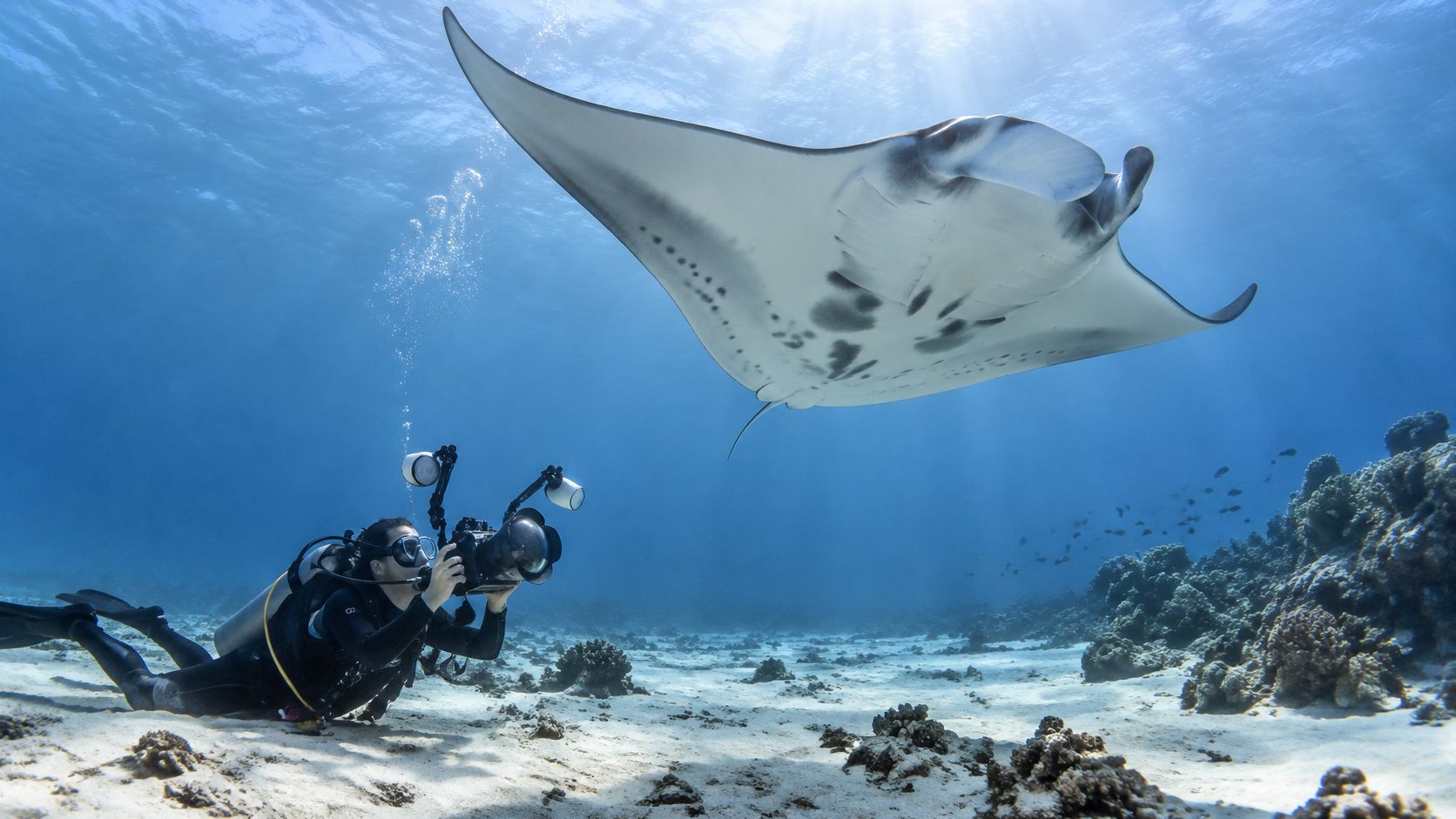 A scuba diver photographs a majestic manta ray gliding gracefully through clear blue tropical ocean water.