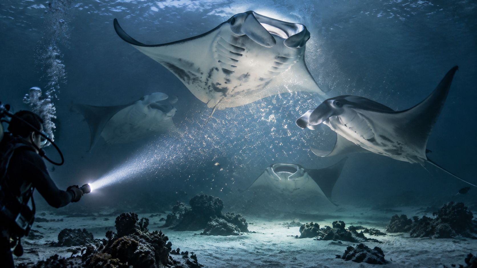 A scuba diver explores the ocean floor at night, illuminating giant manta rays with a bright flashlight.