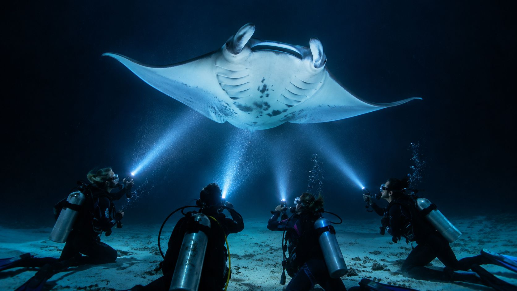 Scuba divers use underwater flashlights to illuminate a large manta ray swimming above them in the dark ocean.