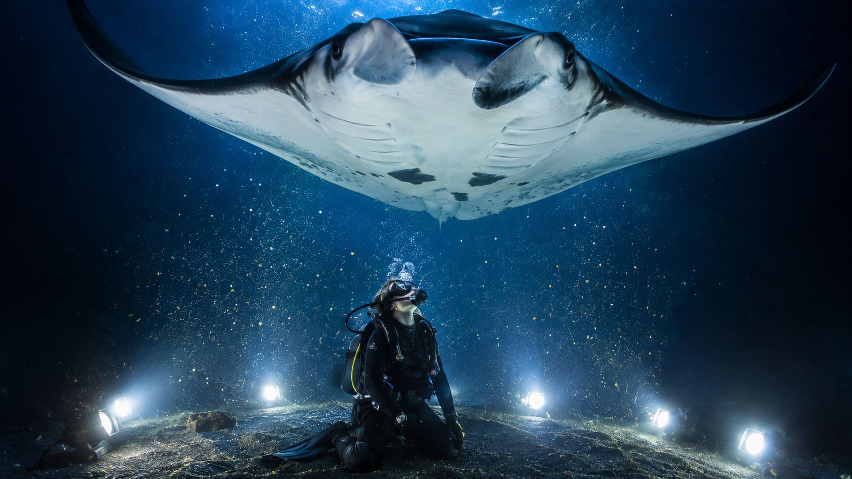 A scuba diver kneeling on the ocean floor observing a large manta ray swimming directly overhead.