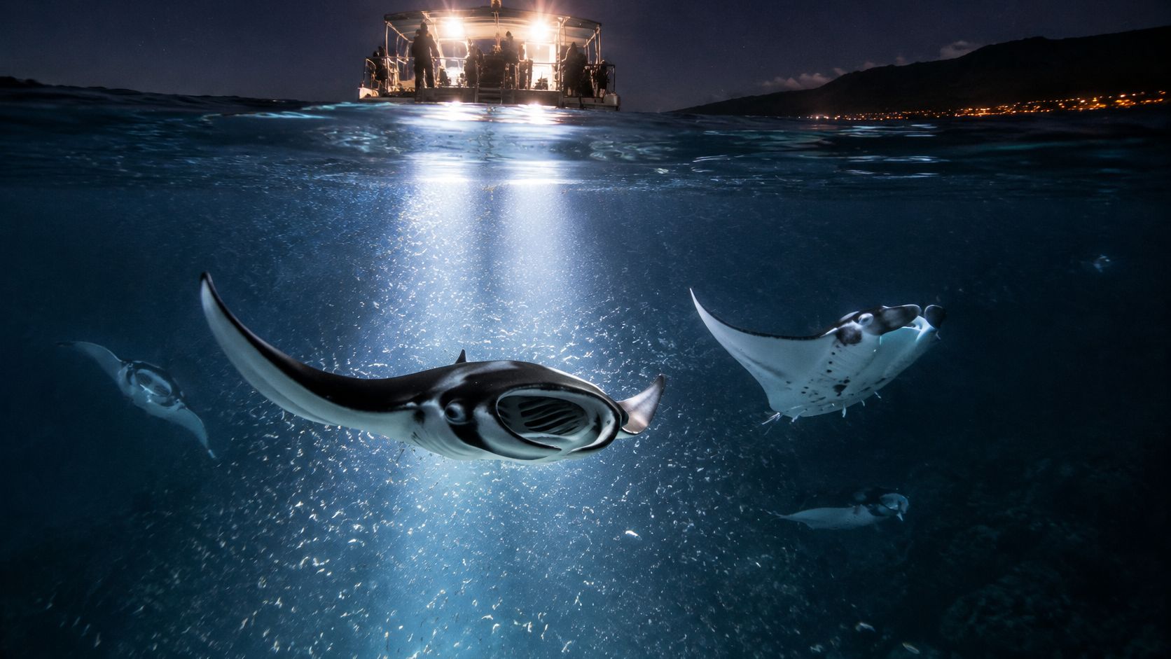 Several manta rays swimming underwater at night beneath a boat illuminated by bright spotlights in Kona.