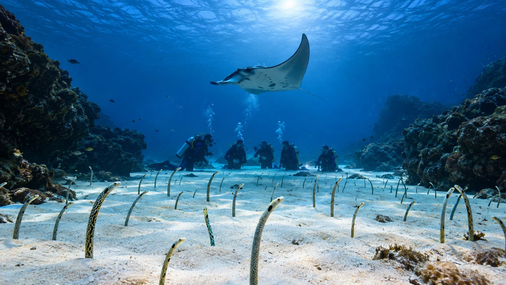 Scuba divers watch a graceful manta ray swimming above a sandy ocean floor filled with garden eels.