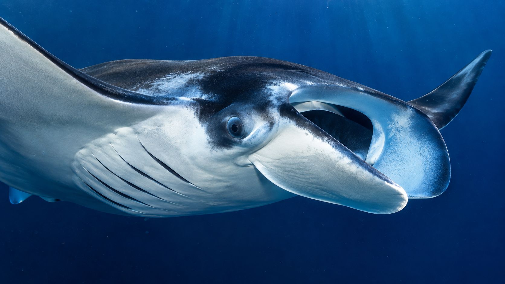 A close-up underwater shot of a majestic manta ray swimming gracefully through the deep blue ocean.