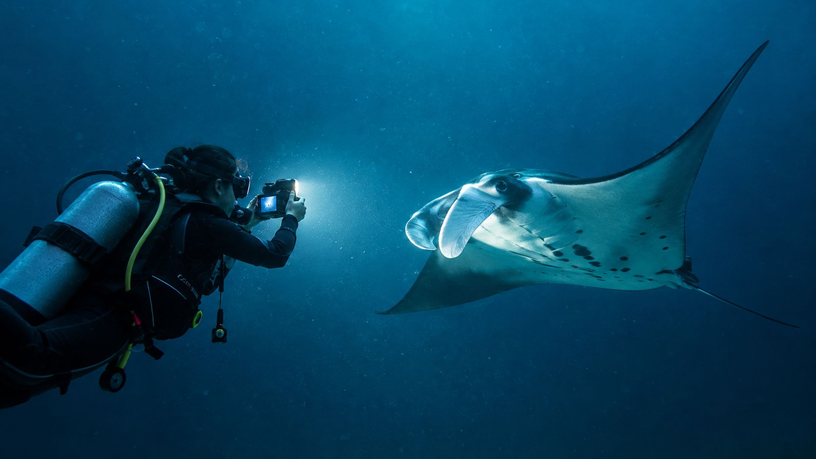 A scuba diver using a light to photograph a large manta ray underwater during a night dive.