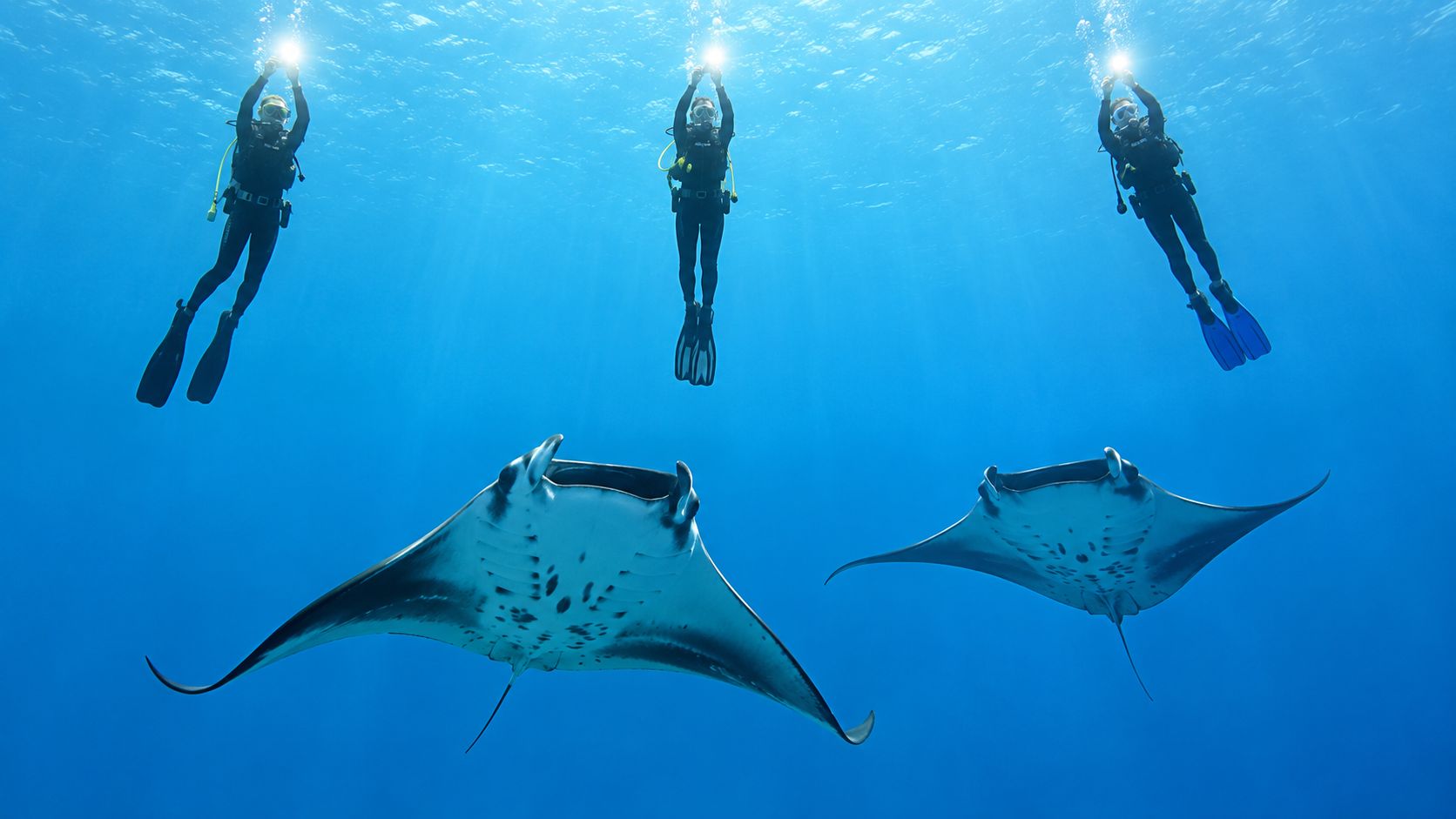 Three scuba divers with bright lights swimming above two graceful manta rays in clear blue tropical water.