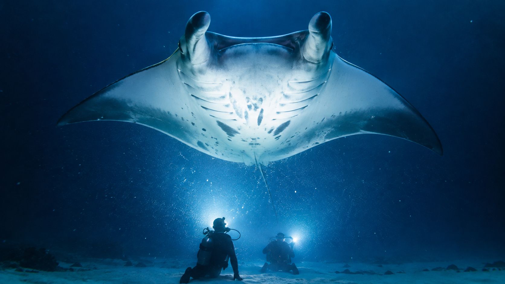 Two scuba divers with flashlights observing a large manta ray swimming underwater during a night dive.