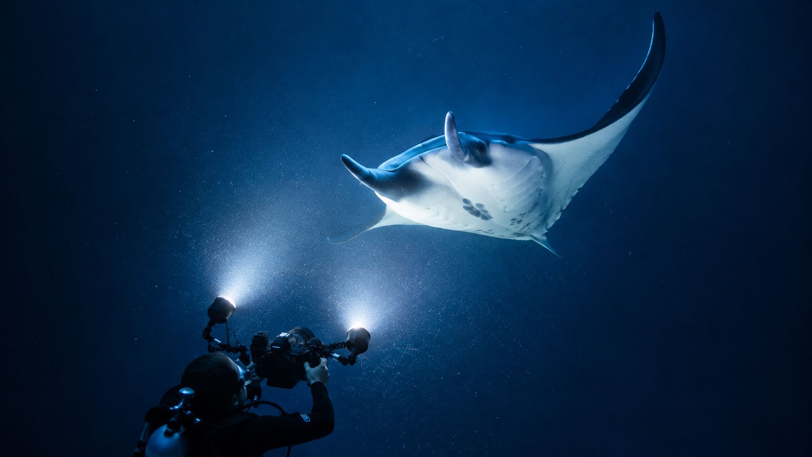 A scuba diver photographing a majestic manta ray during a dark underwater night dive in the ocean.