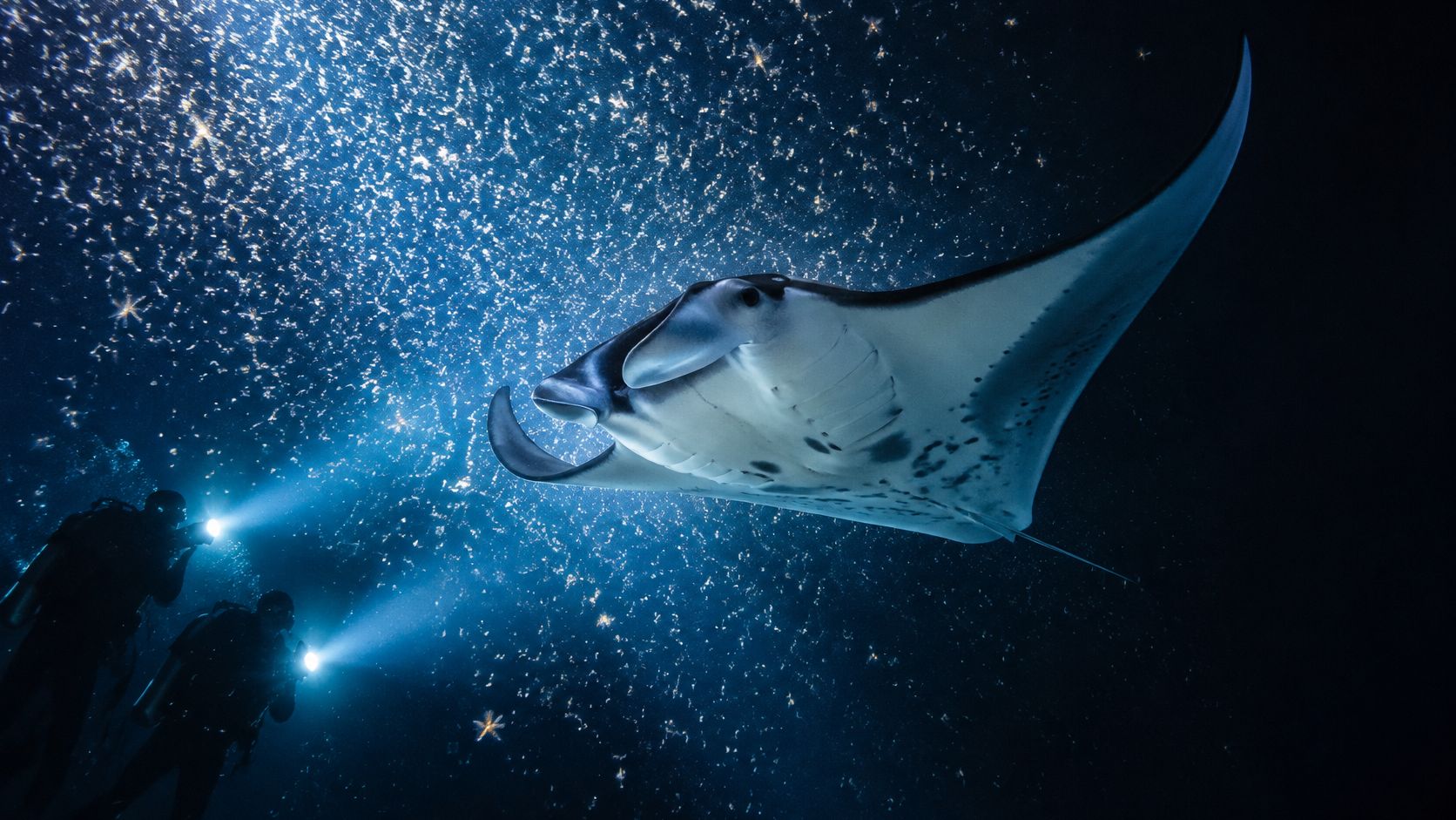 Two scuba divers using underwater flashlights to observe a graceful manta ray swimming in the deep ocean.