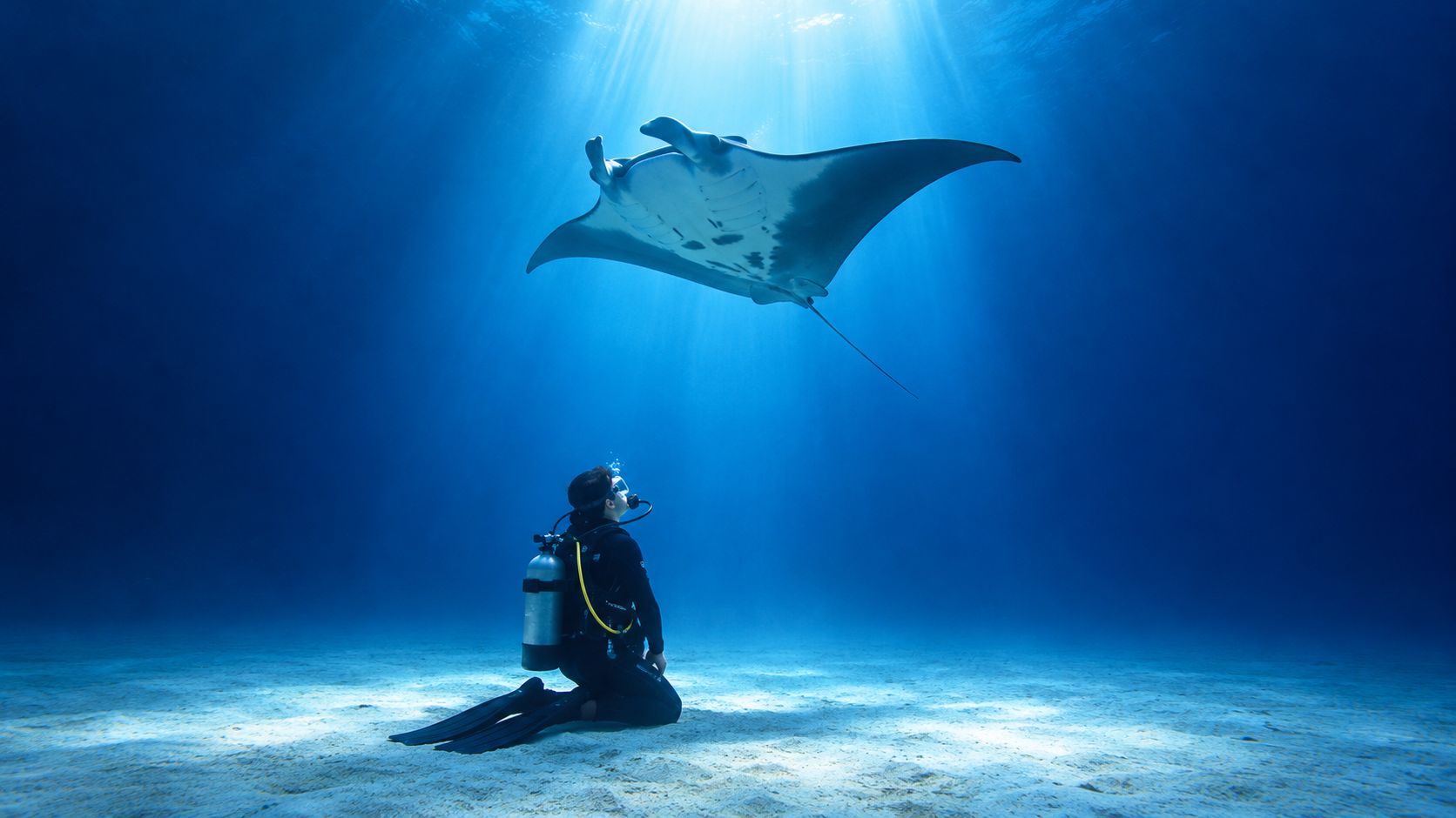 A scuba diver kneels on the sandy ocean floor watching a large manta ray swim overhead.