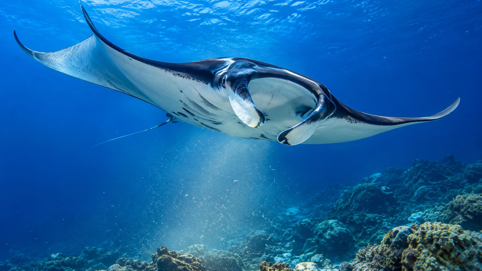 A majestic manta ray swimming gracefully over a colorful coral reef in the deep blue ocean.