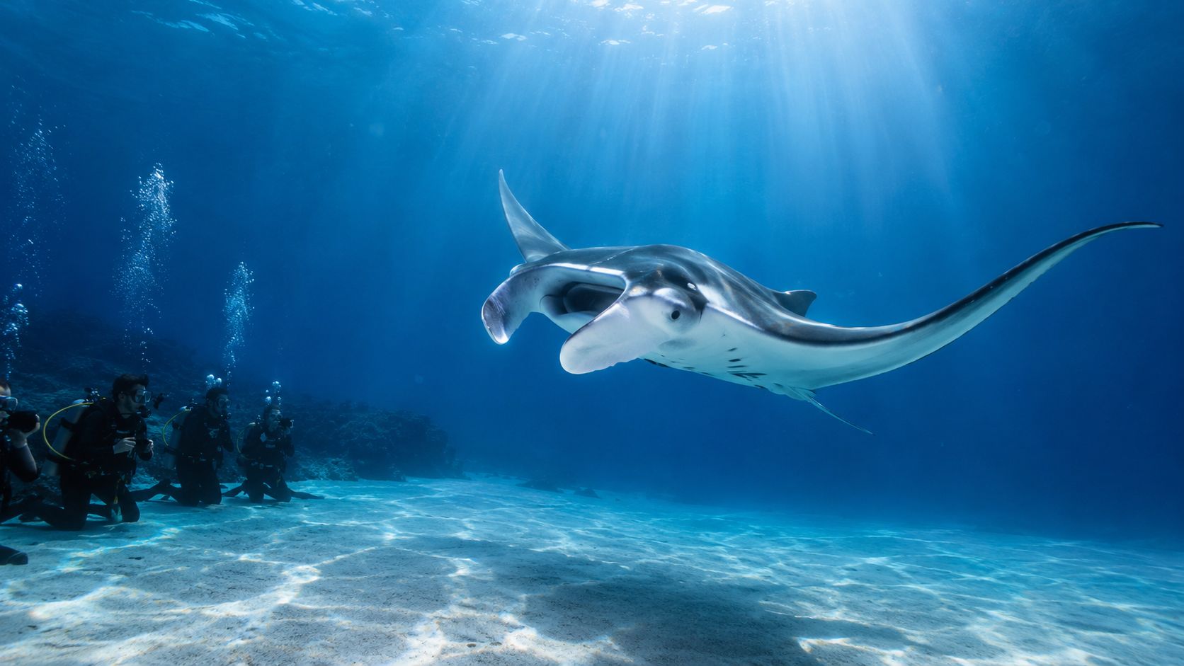 Scuba divers swimming near a large majestic manta ray in clear, bright blue tropical ocean water.