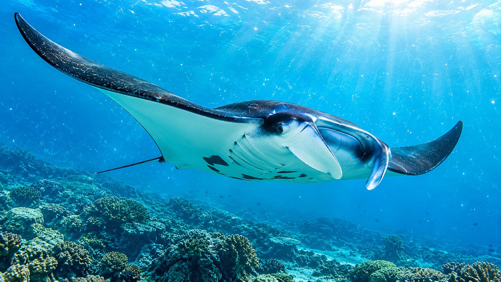 A large manta ray swimming gracefully over a vibrant coral reef in clear blue ocean water.