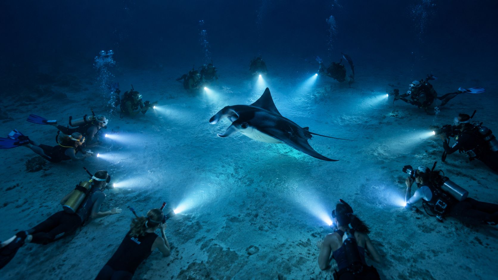 A manta ray swimming underwater surrounded by scuba divers shining bright flashlights in a circular formation.