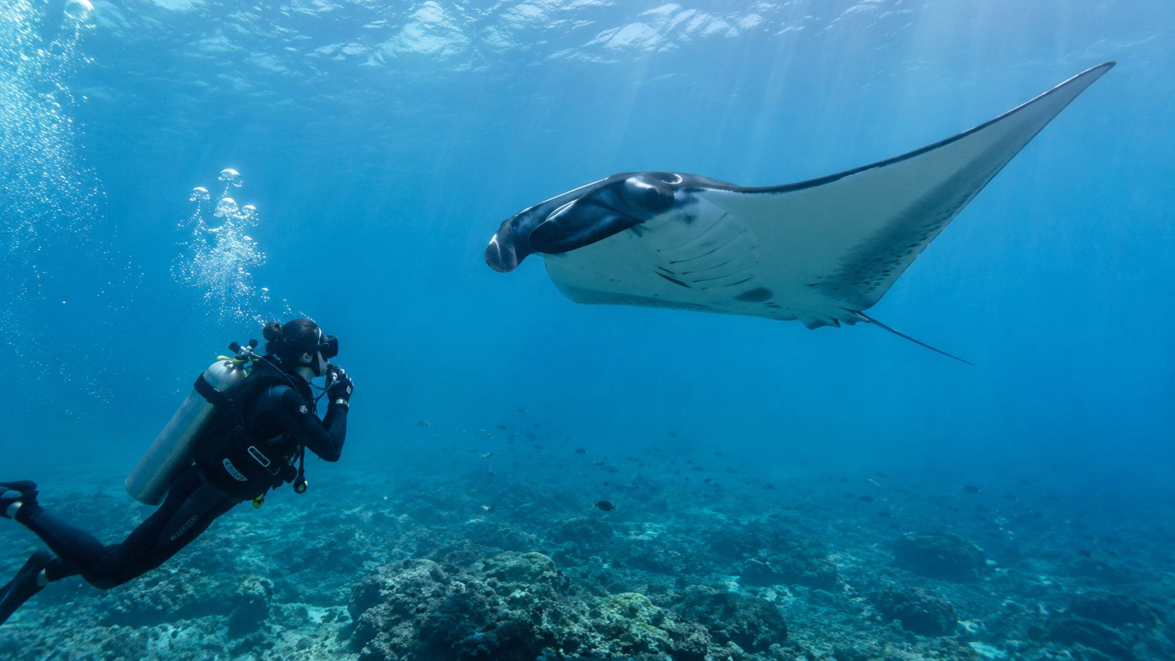 A scuba diver swimming underwater alongside a large, graceful manta ray in the blue ocean.