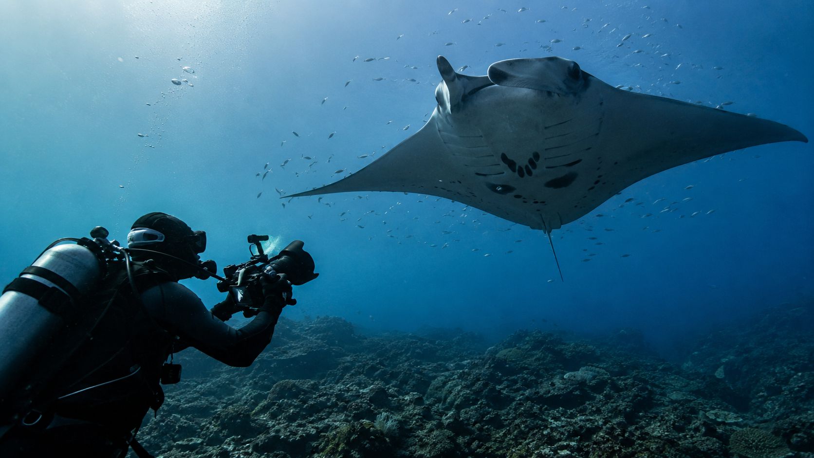 A scuba diver filming a large manta ray underwater near a rocky coral reef in Kona.