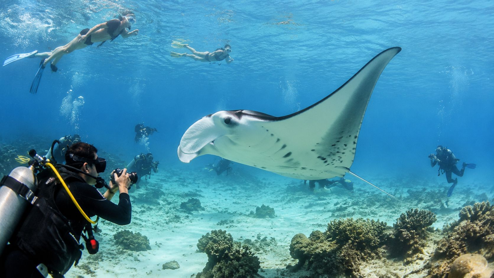 Scuba divers and snorkelers observe and photograph a graceful manta ray in clear tropical ocean waters.