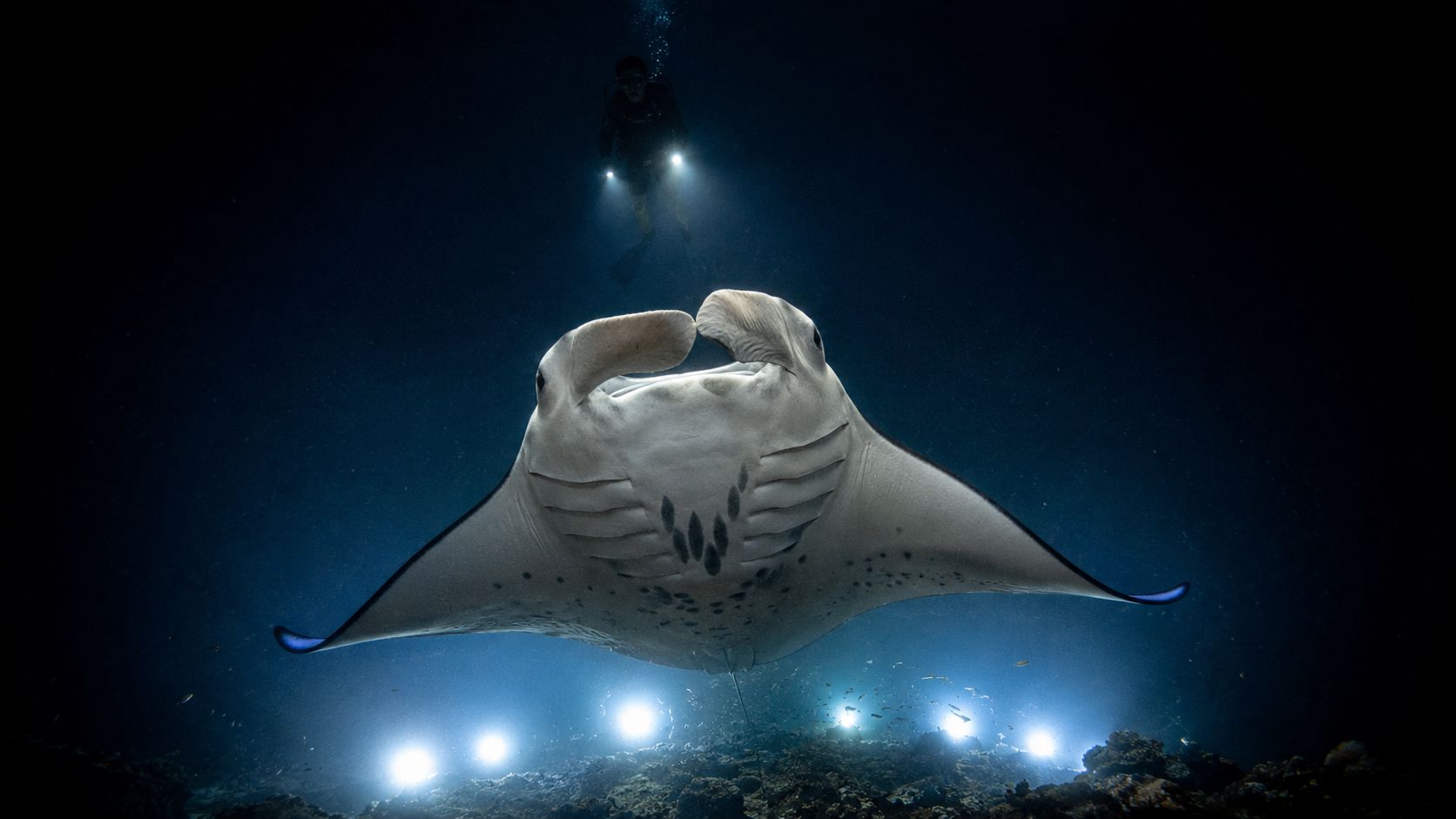 A majestic manta ray swims gracefully through dark water while being illuminated by scuba divers' lights.