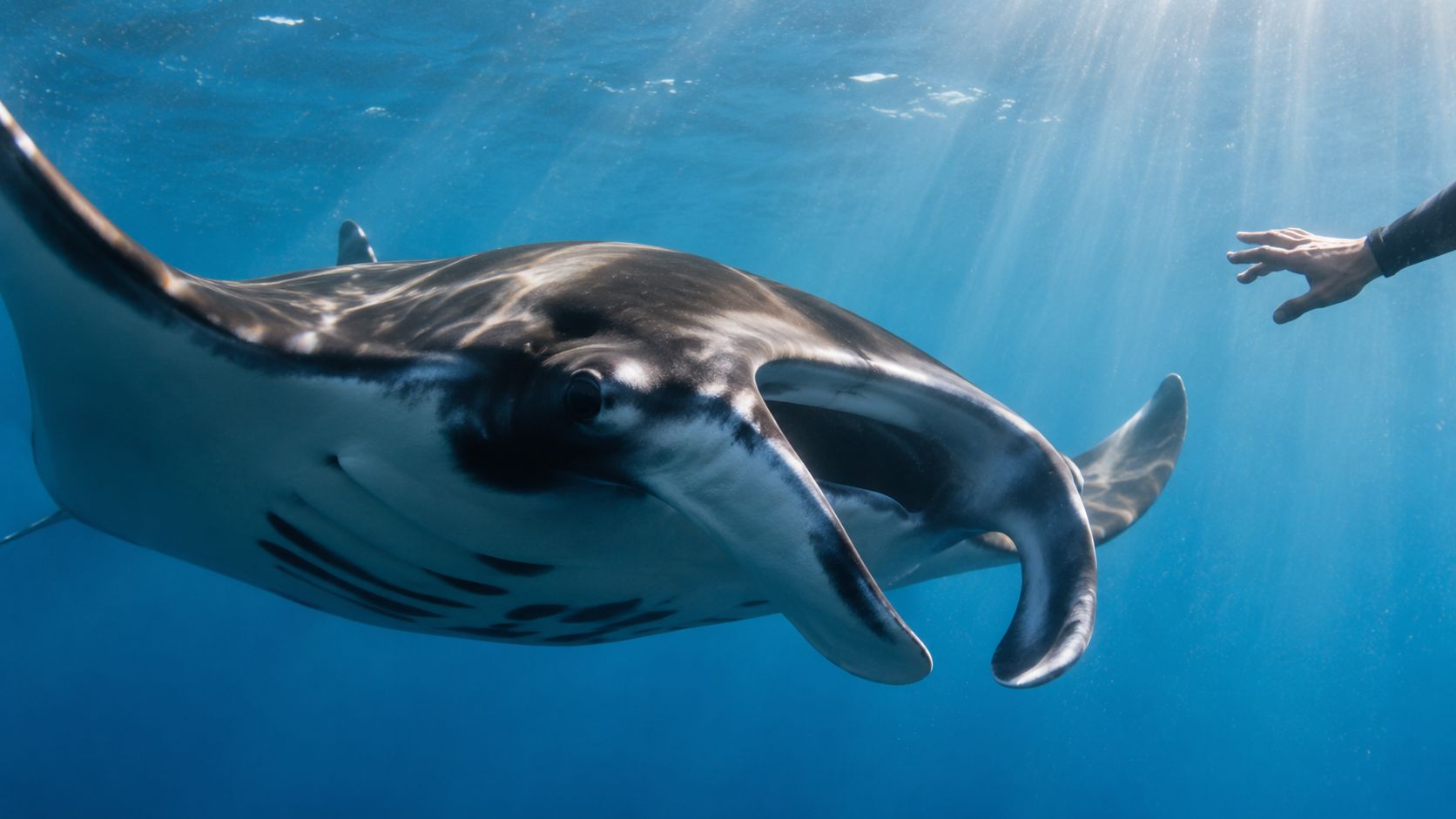A close-up view of a majestic manta ray swimming gracefully near a diver's reaching hand underwater.