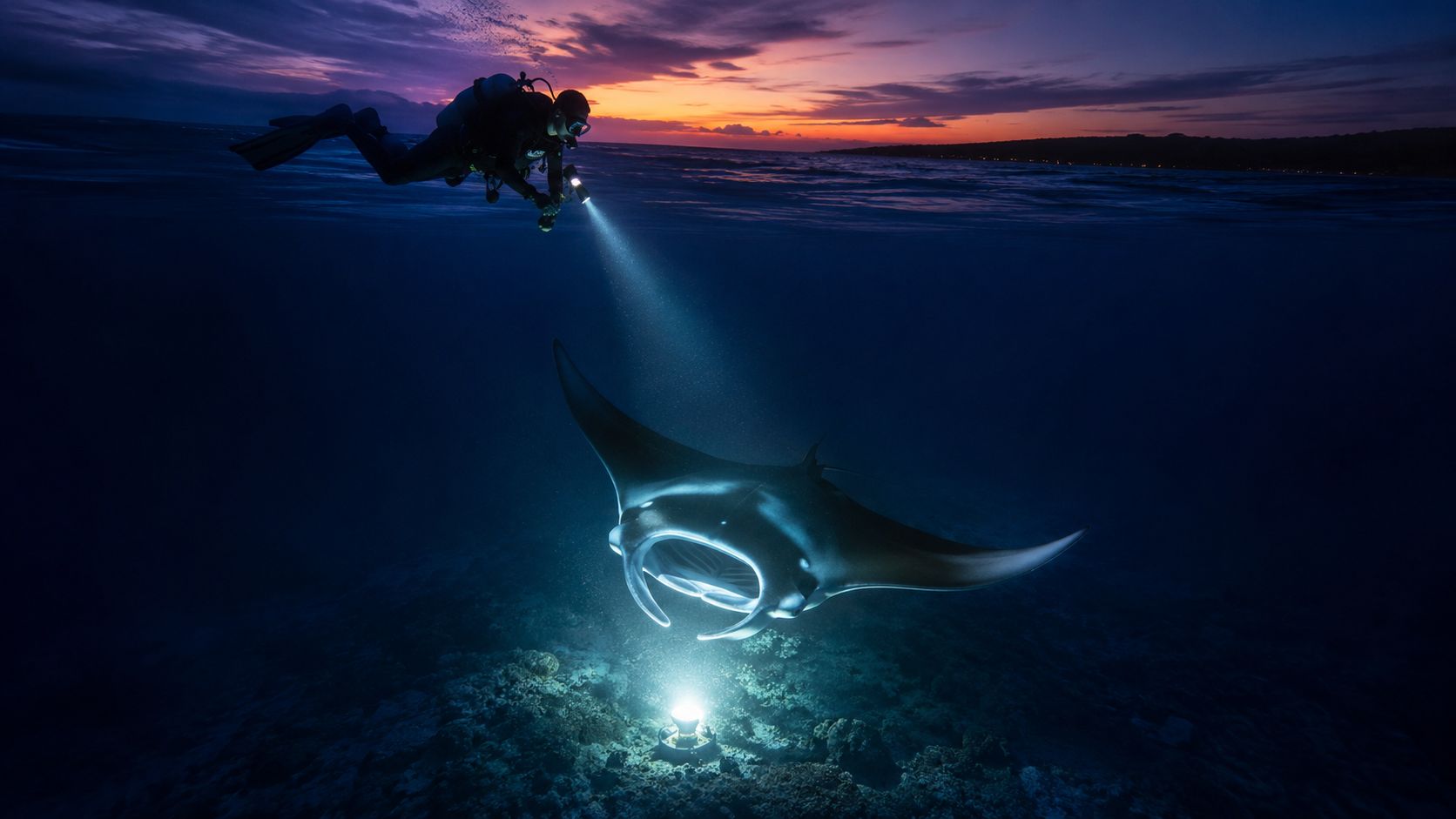 A scuba diver shines a bright light on a graceful manta ray at night during a dive.
