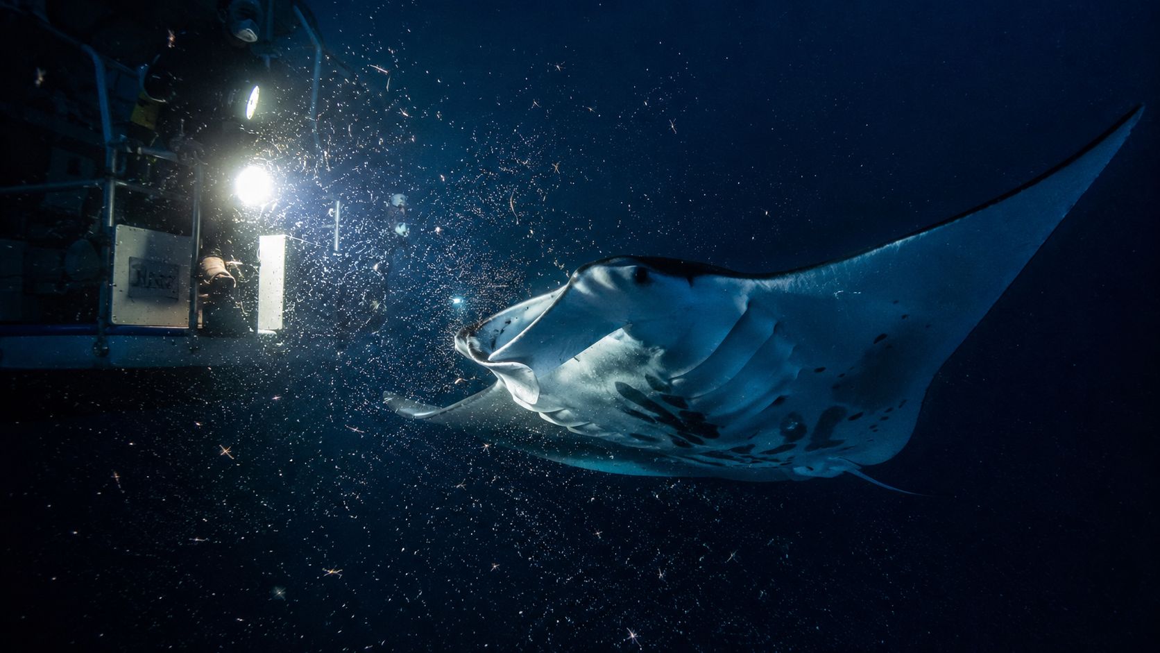 A majestic manta ray swimming in deep dark water illuminated by bright underwater scuba diving lights.