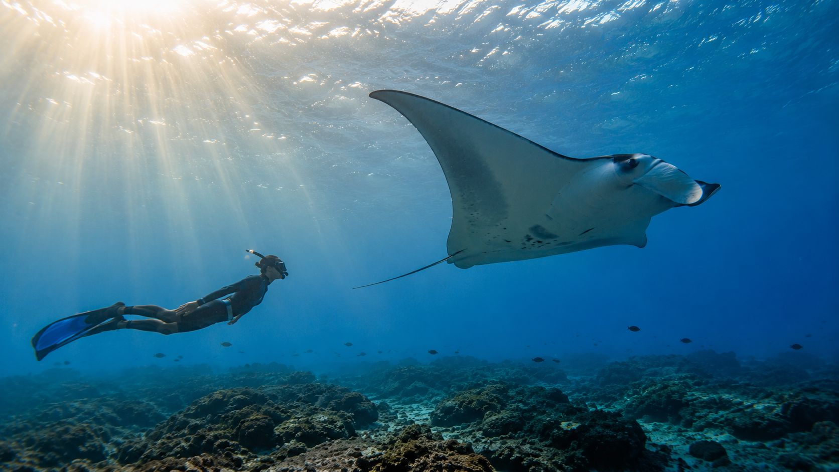 A freediver swims alongside a large manta ray in the crystal clear blue waters near coral reefs.