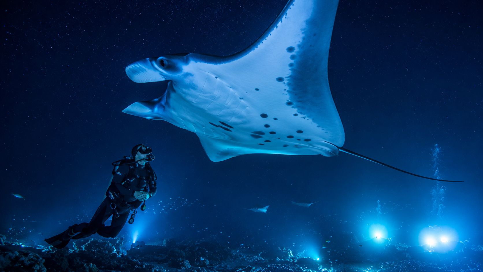 A scuba diver swimming at night alongside a graceful manta ray in the deep blue ocean.