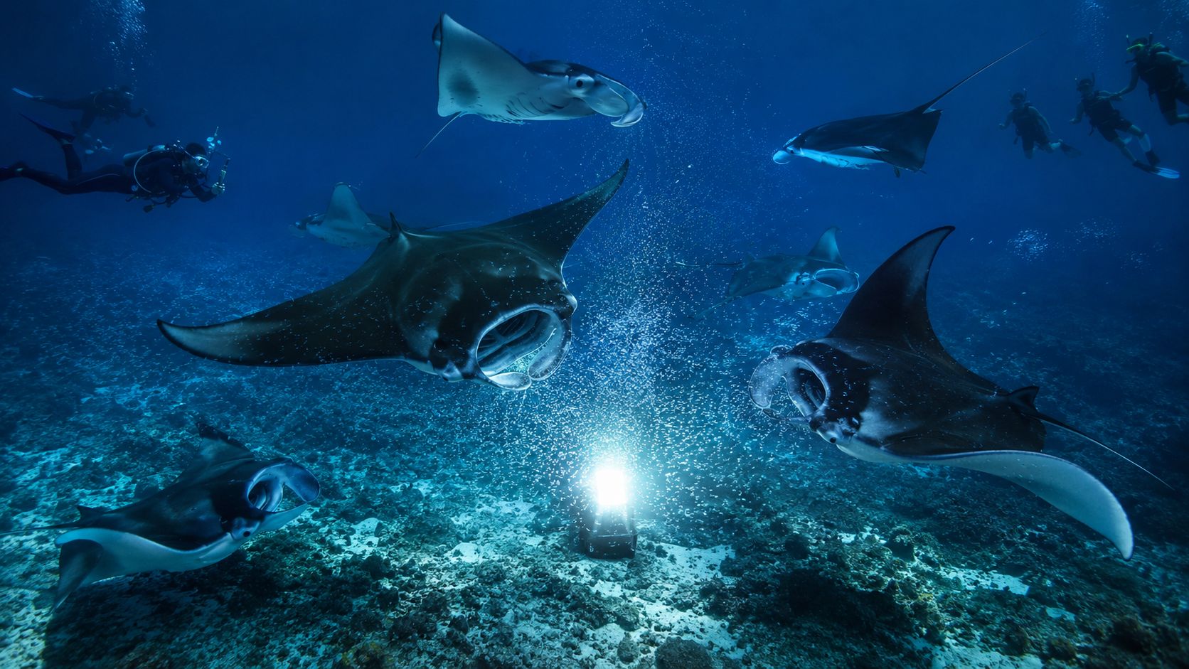 Scuba divers watch a group of majestic manta rays swimming over a brightly lit reef at night.