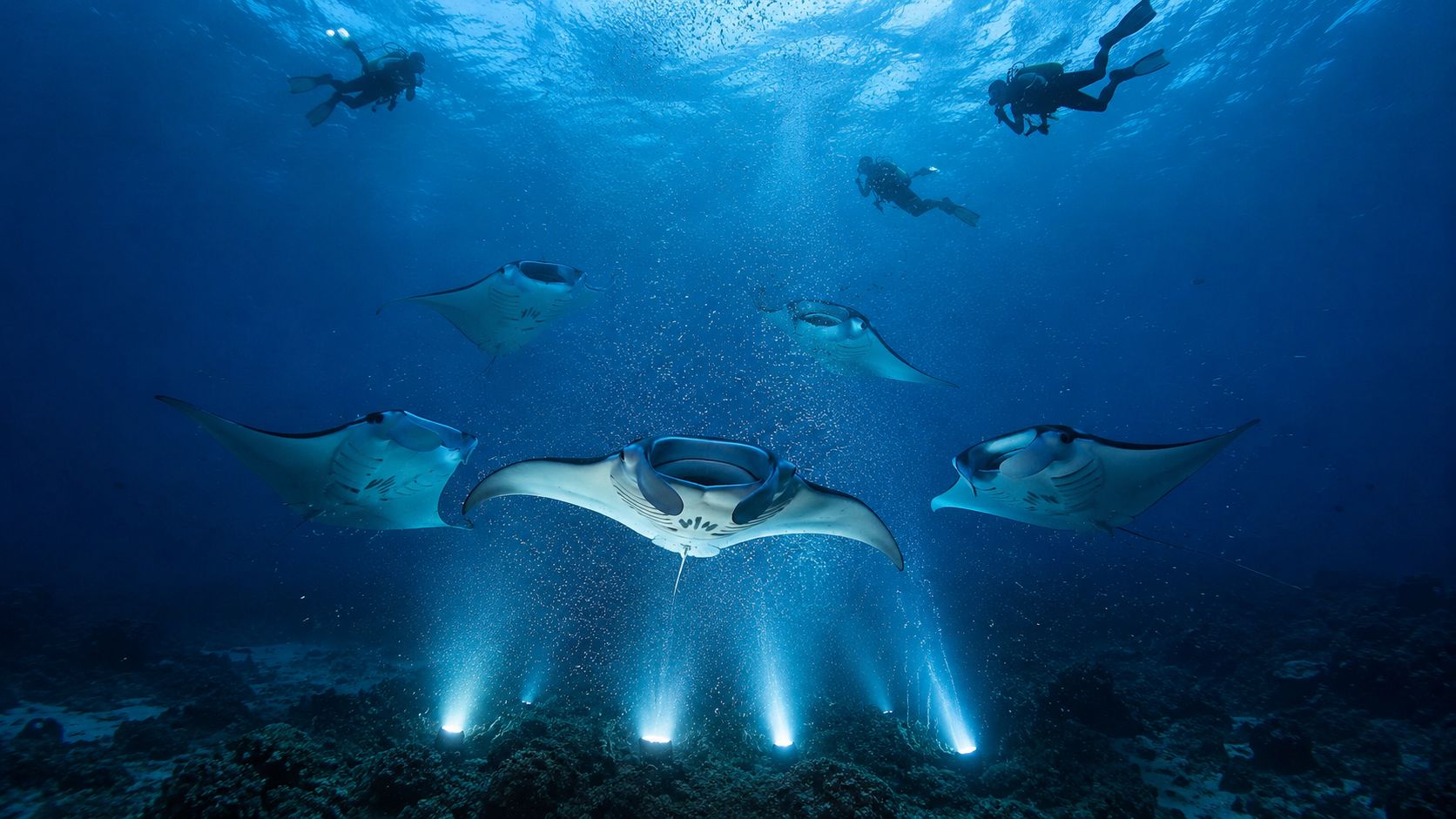 A mesmerizing underwater scene showing manta rays swimming gracefully above bright night dive lights in Kona.