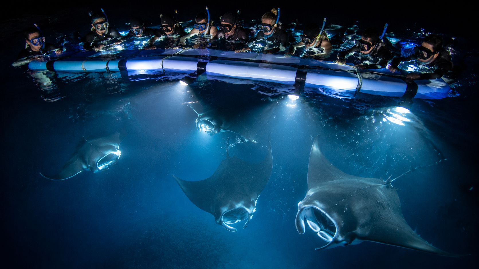 A group of snorkelers observing several large manta rays at night in deep blue ocean water.