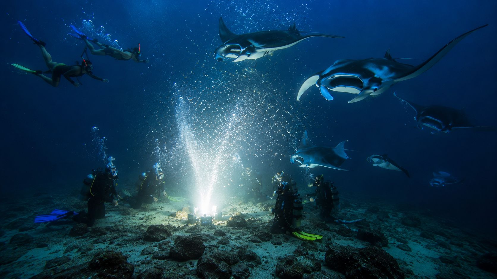 Scuba divers watch majestic manta rays circling bright underwater lights at night in the deep ocean.