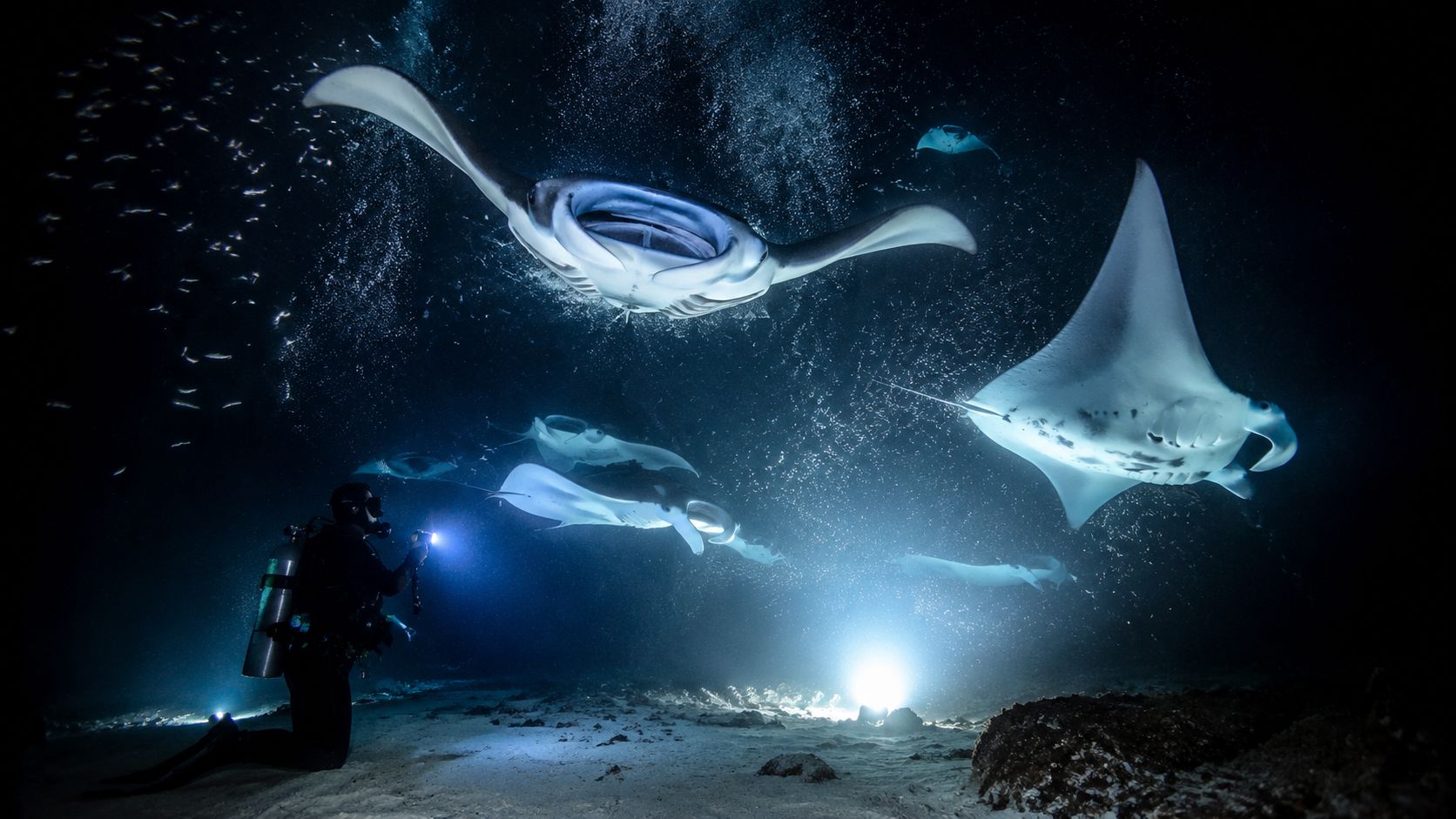 A scuba diver illuminates manta rays swimming in the dark ocean waters off the coast of Hawaii.