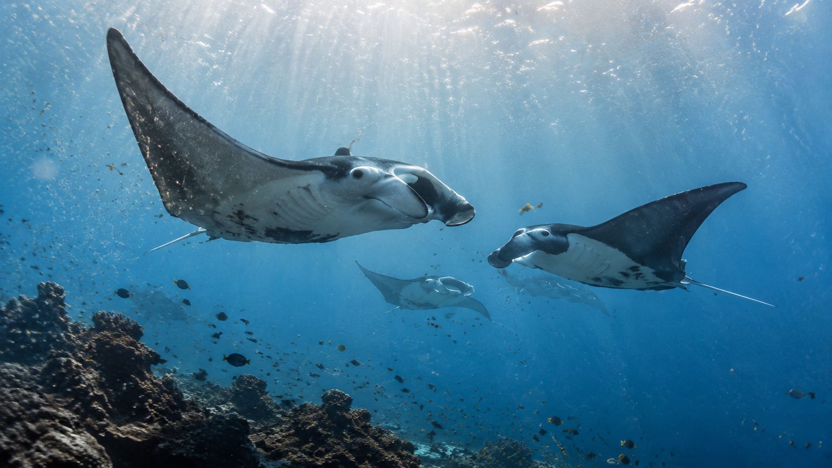 A group of majestic manta rays swimming through clear blue tropical ocean water near a coral reef.