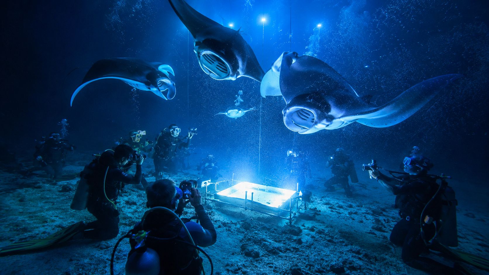 Scuba divers capturing photographs of manta rays gathering around an underwater light display at night.