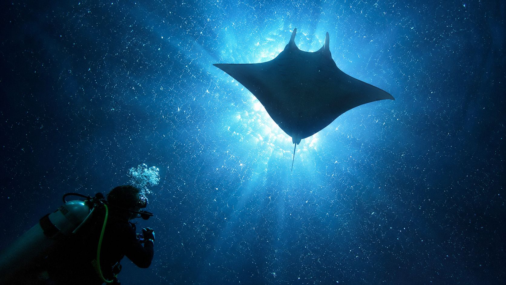 A scuba diver swims underwater below a graceful giant manta ray silhouetted against the bright sunlit surface.