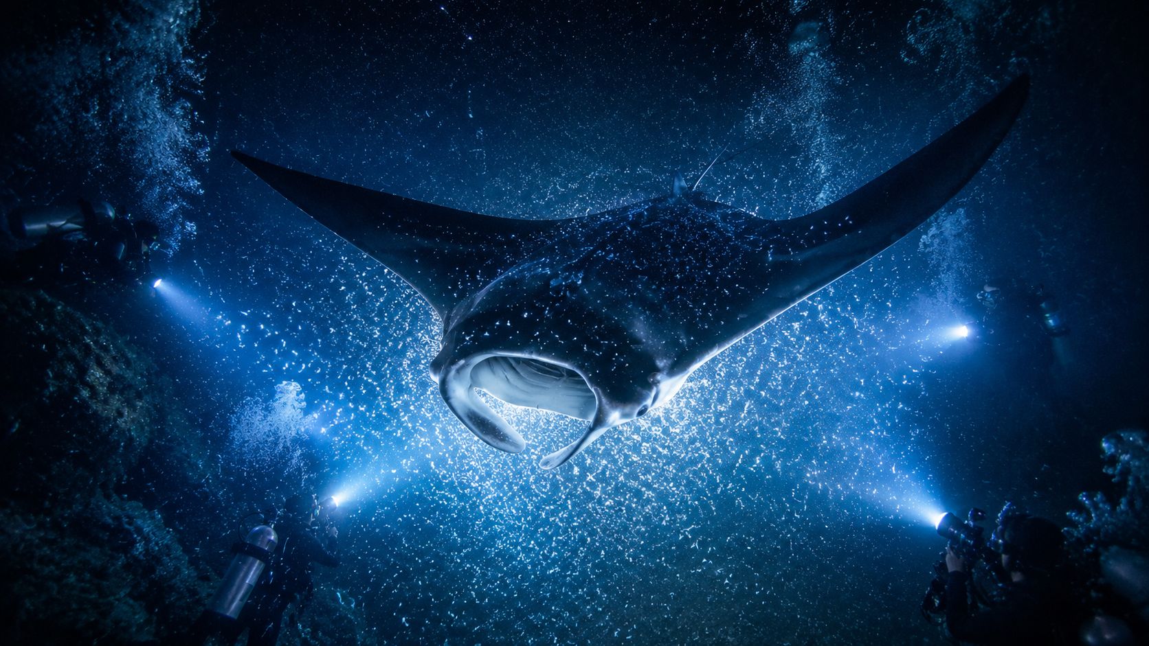 Divers use flashlights to illuminate a large manta ray swimming through dark ocean waters in Hawaii.
