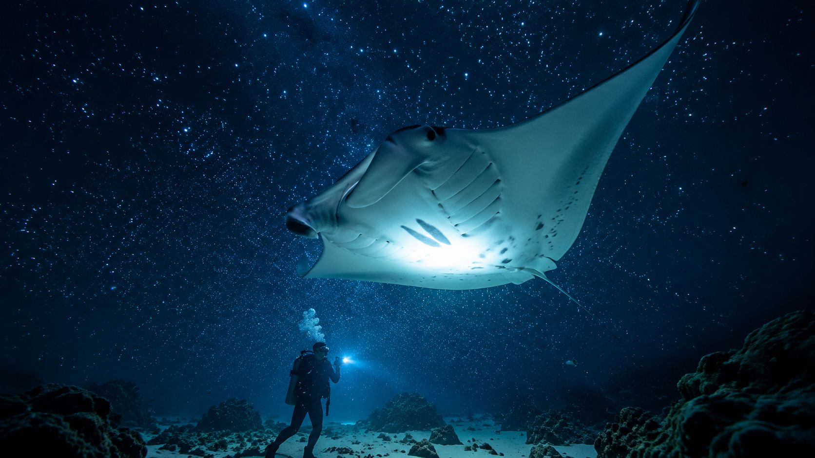 A scuba diver explores the dark ocean depths at night near a large manta ray in Hawaii.