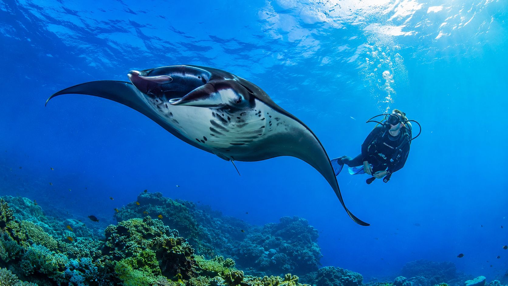 A scuba diver swims underwater alongside a large manta ray over a coral reef in Hawaii.